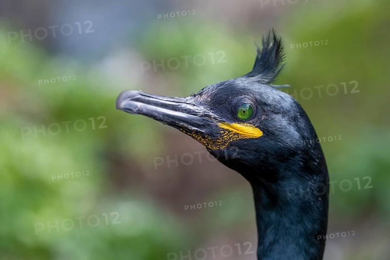 Cormorant (Phalacrocorax aristotelis), with bonnet, portrait, Hornoya, Varangerfjord, Norway