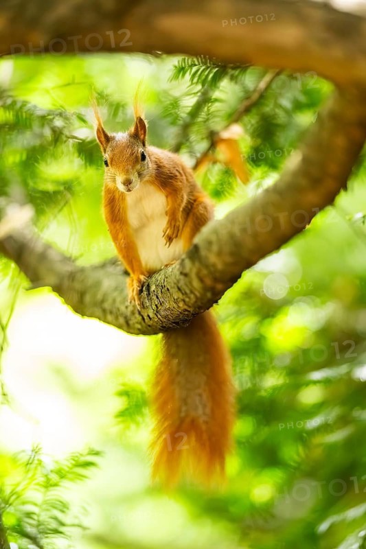 Red squirrel (Sciurus vulgaris) in a forest, Bavaria, Gernany