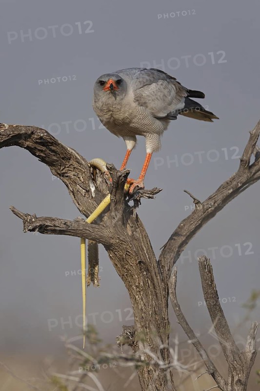 Pale Chanting Goshawk (Melierax canorus), Oshikoto, Namibia