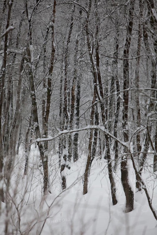Winter landscape, snowy trees and branches