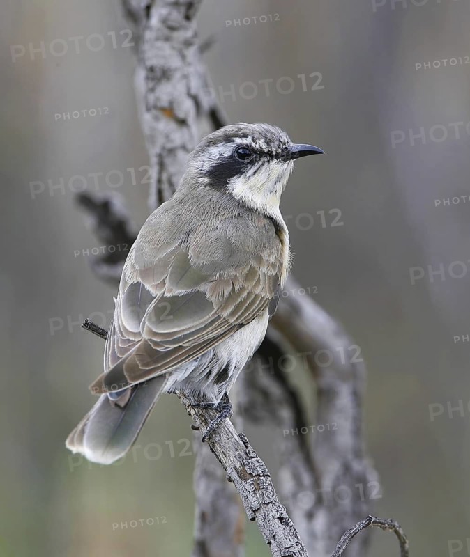 Black-eared Cuckoo (Chrysococcyx osculans), New South Wales, Australia