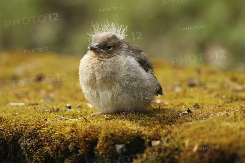 Common Chaffinch (Fringilla coelebs) juvenile, Lower Saxony, Germany
