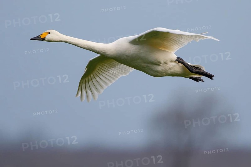 Tundra Swan (Cygnus columbianus bewickii) flying, Netherlands