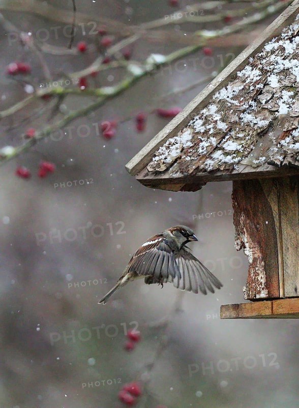 House Sparrow (Passer domesticus) flying to a feeding house, Baden-Wuerttemberg, Germany