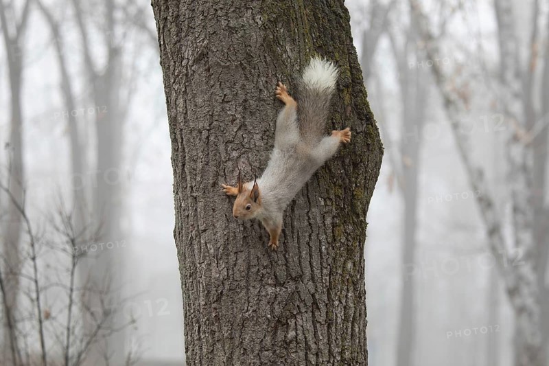 Squirrel in a park. Krasnodar. Russia
