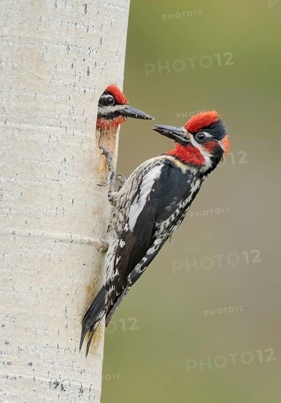 Red-naped Sapsucker (Sphyrapicus nuchalis) male with young at breeding cavity, British Columbia, Canada
