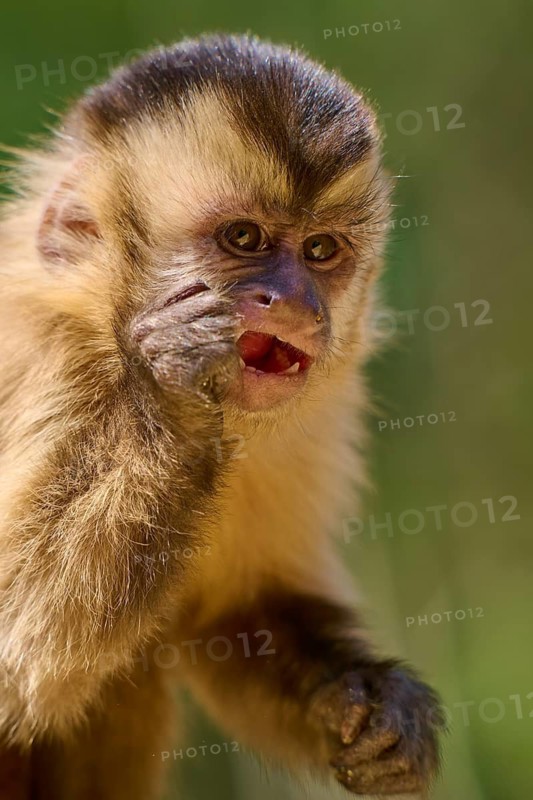 A capuchin monkey touches its cheek and looks curiously into the camera, capuchin monkey (Sapajus apella), Pantanal, Mato Grosso, Brazil