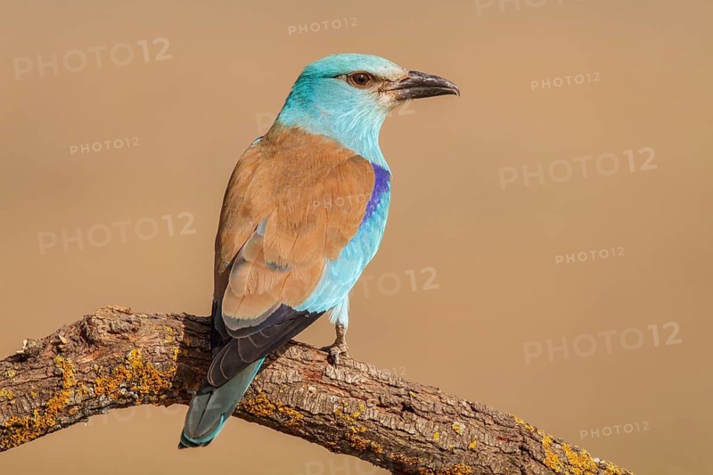 European Roller (Coracias garrulus), perched on a branch, Castile-La Mancha