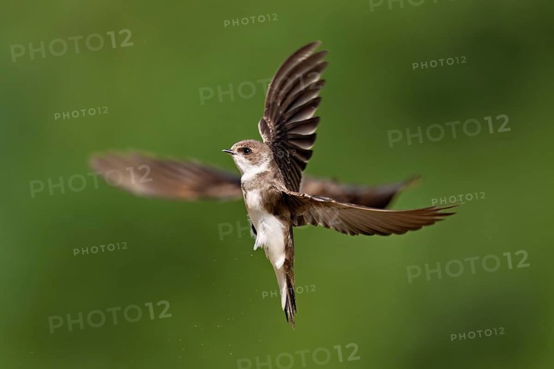 Sand martin (Riparia riparia), in flight, Reussegg nature reserve, Canton Aargau, Switzerland