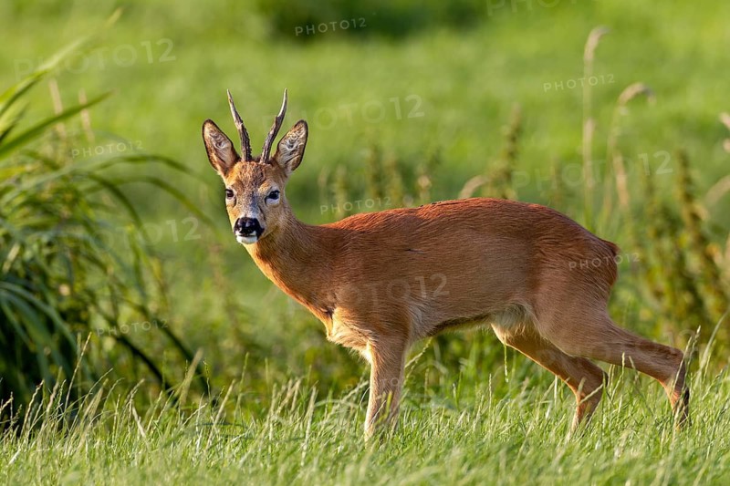 Roebuck (Capreolus capreolus) standing wet in a meadow, letting water, peeing, leaf time, mating season, August, Germany