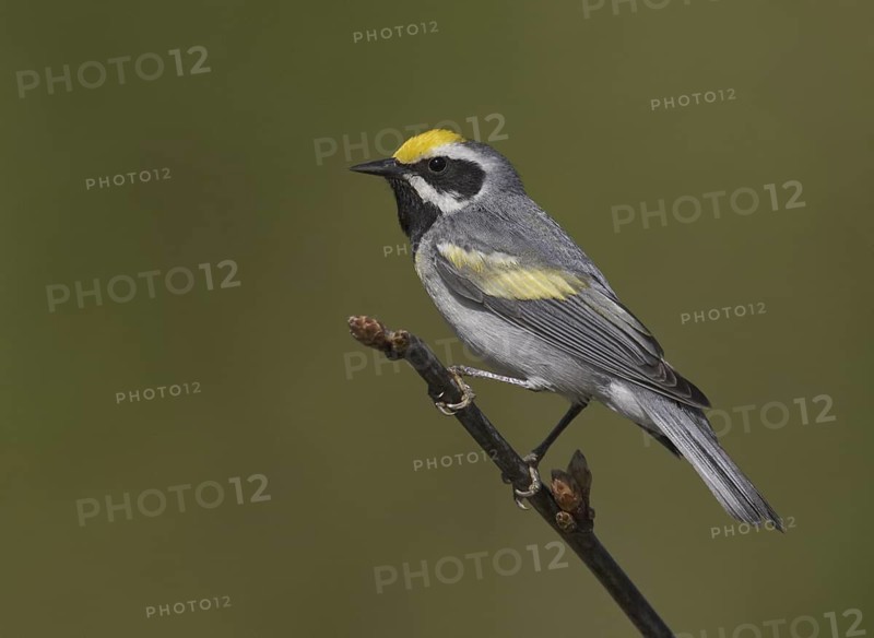 Golden-winged Warbler (Vermivora chrysoptera), Michigan, USA