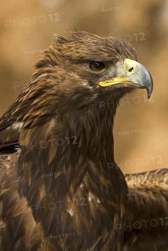 Golden Eagle (Aquila chrysaetos) female, Madrid, Spain