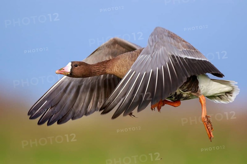 Greater White-fronted Goose (Anser albifrons) flying, North Rhine-Westphalia, Germany