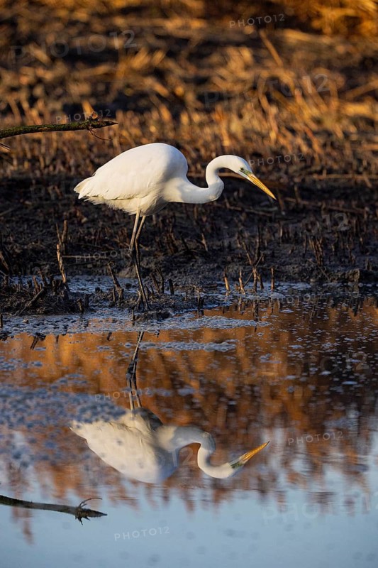 Great White Egret (Egretta alba) Germany