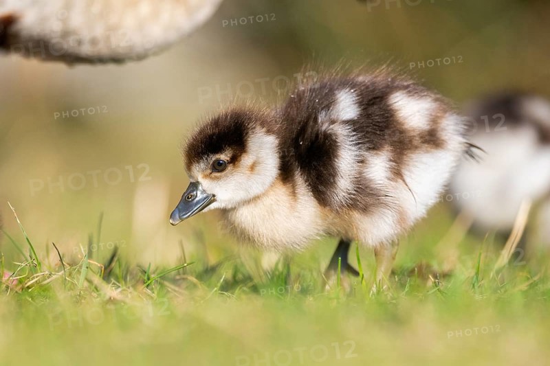 Egyptian goose (Alopochen aegyptiaca) cute chicks on a meadow at the shore of a lake, Bavaria, Germany