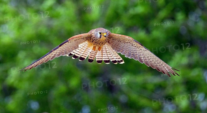 Kestrel, (Falco tinnunculus), falcon family, falcons, flight photo, frontal, Hides de El Taray Lesser Kestr, Villafranca de los Caballeros, Castilla La Mancha Toledo, Spain