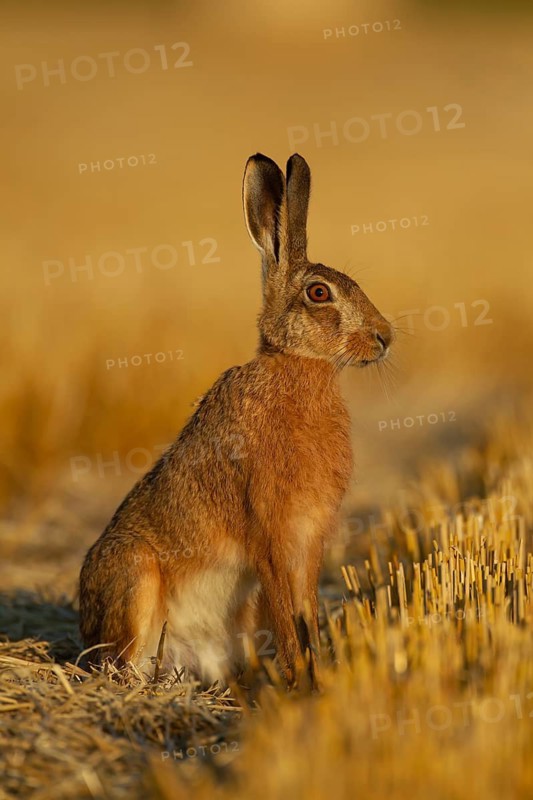 European brown hare (Lepus europaeus) adult animal in a farmland stubble field after the harvest in summer, Norfolk, England, United Kingdom