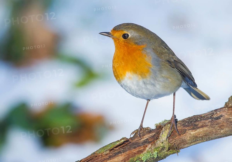 European Robin (Erithacus rubecula) perched on a branch, Lower Saxony, Germany