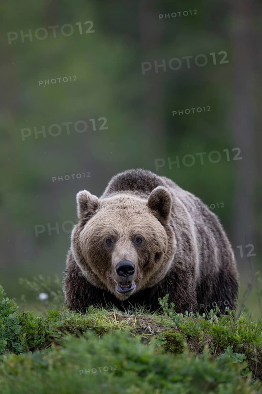 Brown bear (Ursus arctos) in the Finnish taiga, Kuusamo, Finland