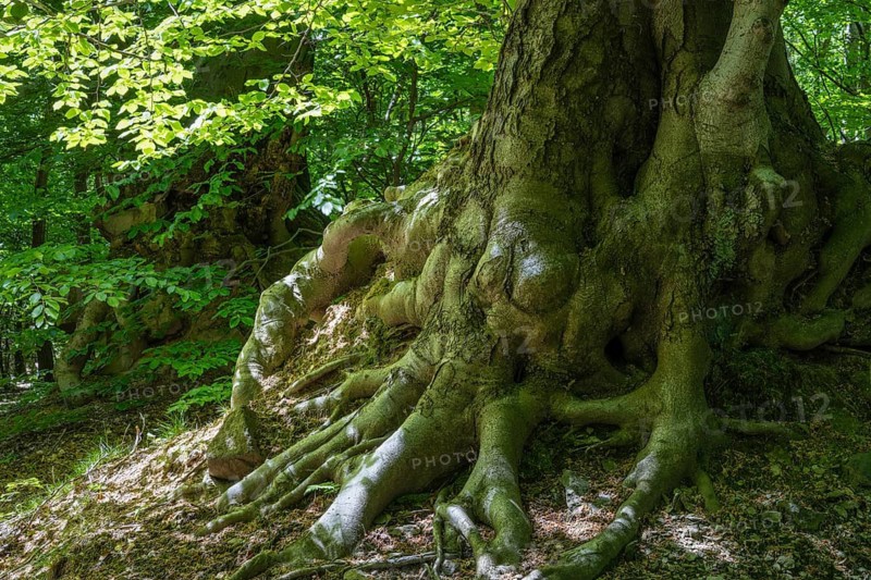 Roots of a green beech tree, Ore Mountains, Czech Republic, May 2024