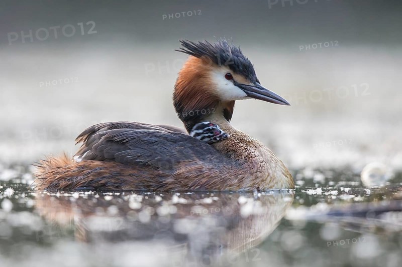 Great Crested Grebe (Podiceps cristatus) with chick, North Rhine-Westphalia, Germany