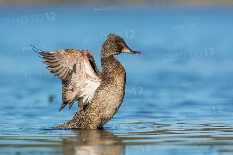 Freckled Duck (Stictonetta naevosa) male flapping, Victoria, Australia