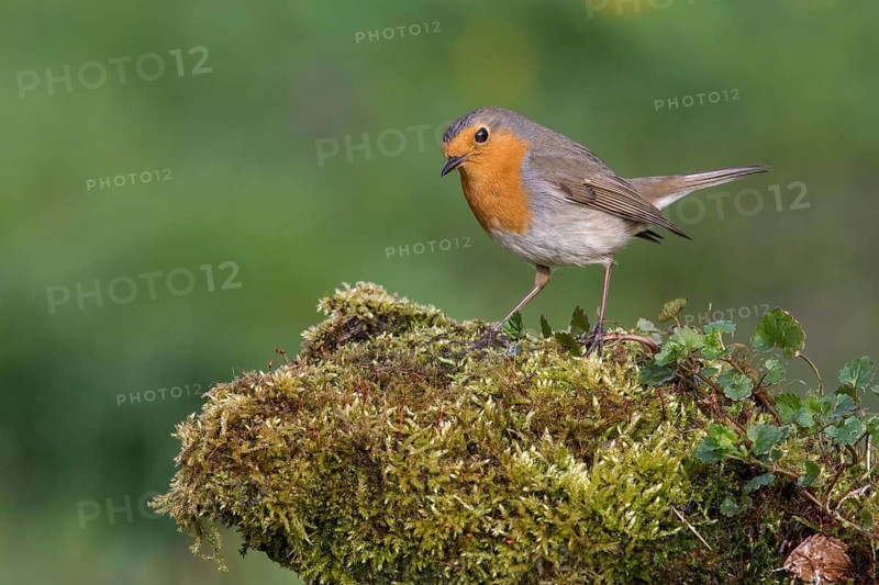 European Robin (Erithacus rubecula) perched on mossy ground, Poland