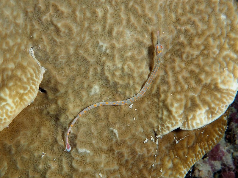 A well-camouflaged black-breasted pipefish (Corythoichthys nigripectus) rests on a large coral. Dive site House Reef, Mangrove Bay, El Quesir, Red Sea, Egypt