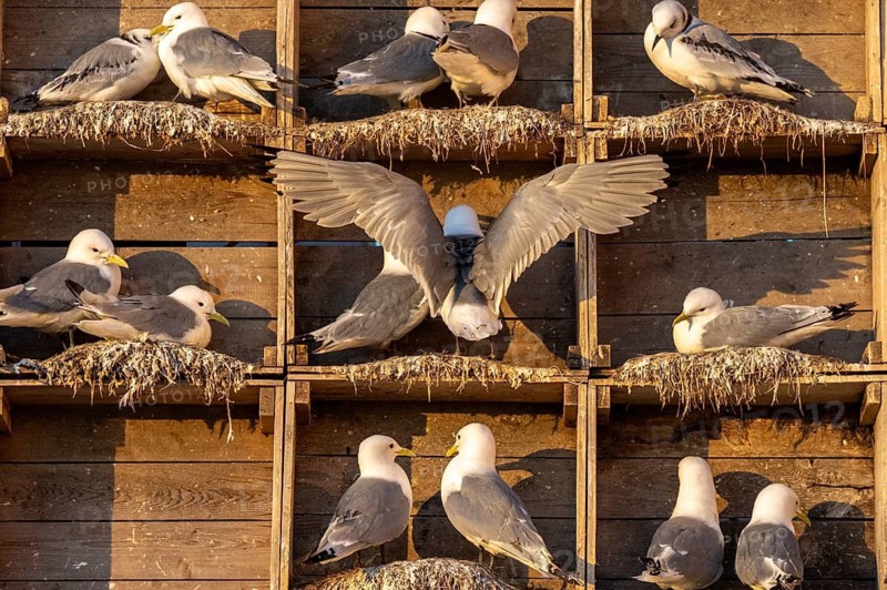 Kittiwakes (Rissa tridyctyla) nesting in an artificial nesting cliff made of old fish boxes in Vardö harbour, Vardø, Finnmark, Norway
