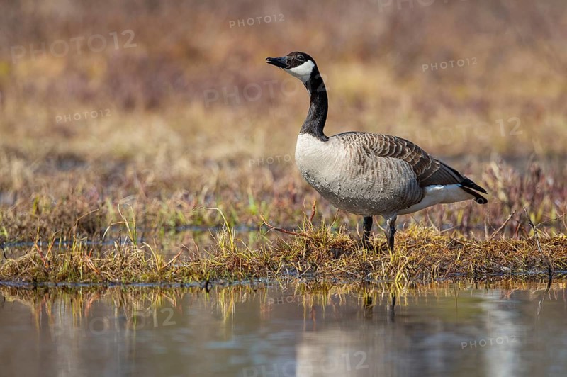 Canada goose (Branta canadensis) at a lake, Fågelsjö, Gävleborgs län, Sweden