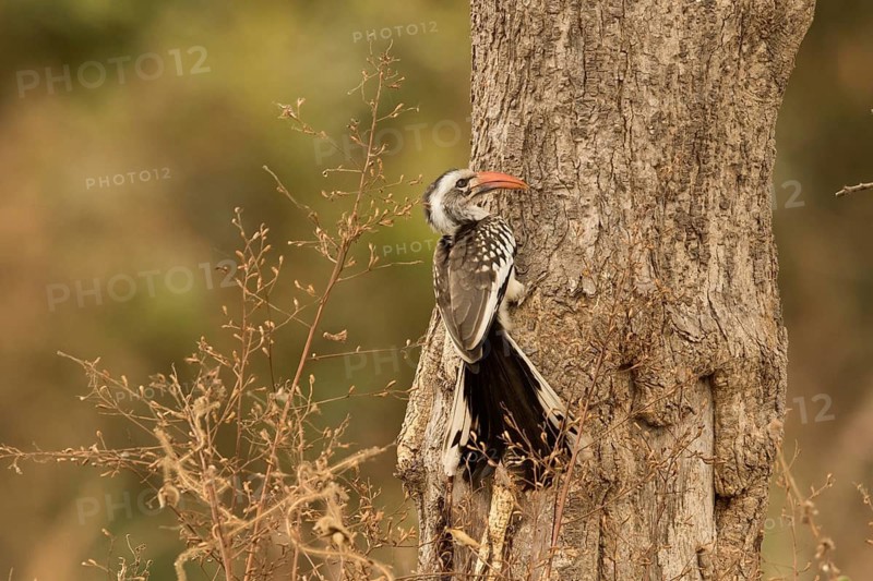 Western Red-billed Hornbill (Tockus kempi), Gambia