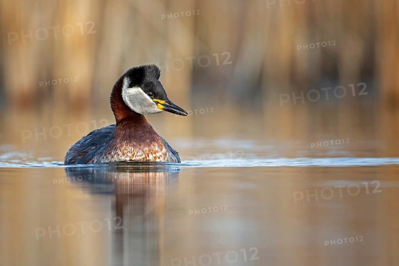 Red-necked Grebe (Podiceps grisegena), Saxony-Anhalt, Germany