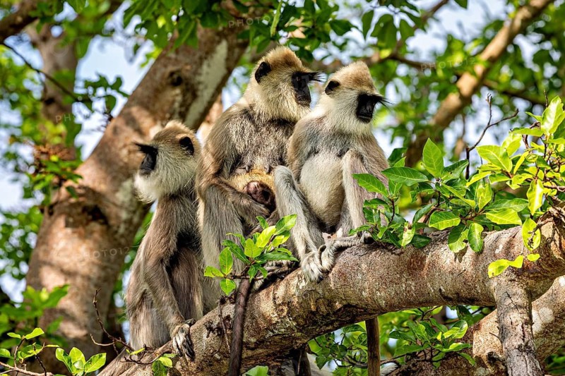 A group of langurs sitting together on a branch and gazing into the distance, Hanuman langur at Sigiriya in Sri Lanka (Semnopithecus priam thersites)
