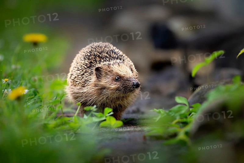 Brown-breasted hedgehog (Erinaceus europaeus) with dandelion, Zurich, Switzerland
