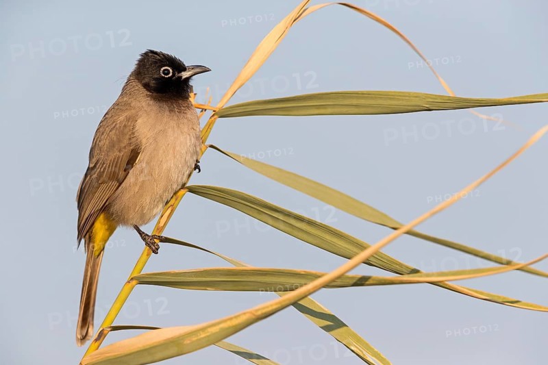 Gelbsteißbülbül, Yellow-vented Bulbul, White-eyed Bulbul, White-spectacled Bulbul, Pycnonotus xanthopygos, Bulbul d'Arabie, Bulbul Arabe