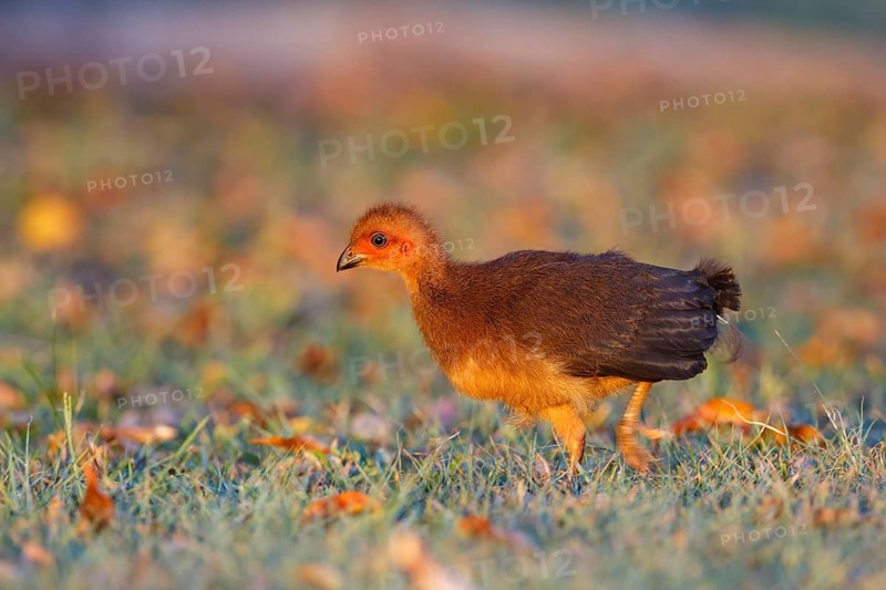 Australian Brushturkey (Alectura lathami) juvenile, Queensland, Australia