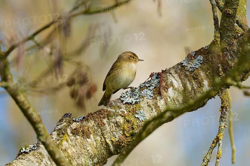 A bird sits quietly on a tree trunk in spring, chiffchaff (Phylloscopus collybita), spring, bird island, Altmühlsee, Muhr am See, Gunzenhausen, Franconian Lake District, Bavaria, Germany