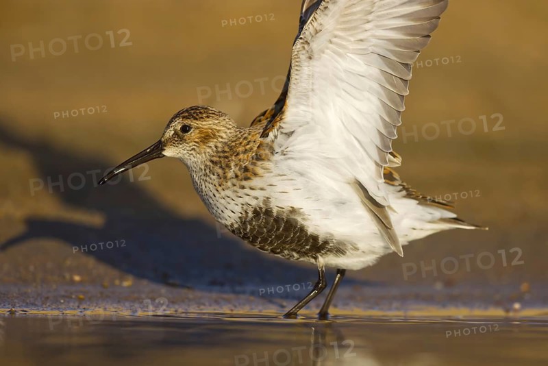 Dunlin (Calidris alpina) foraging, North Rhine-Westphalia, Germany