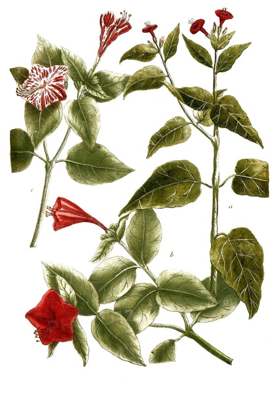 Botany, plants, a. mirabilis peruviana, b. mirabilis peruviana flore rubro, c. mirabilis peruviana