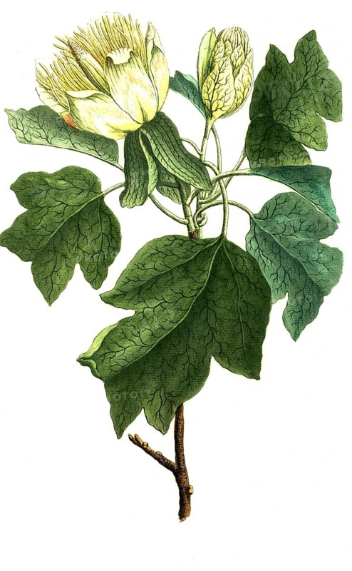 Botany, plants, tulip tree, liriodendron tulipifera, tulipifera virginiana tripartito acris folio anthera filamentosa