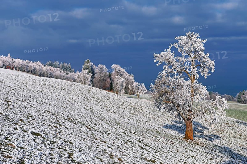 Winter landscape with trees and meadows in hoarfrost, Beinwil, Freiamt, Canton of Aargau, Switzerland