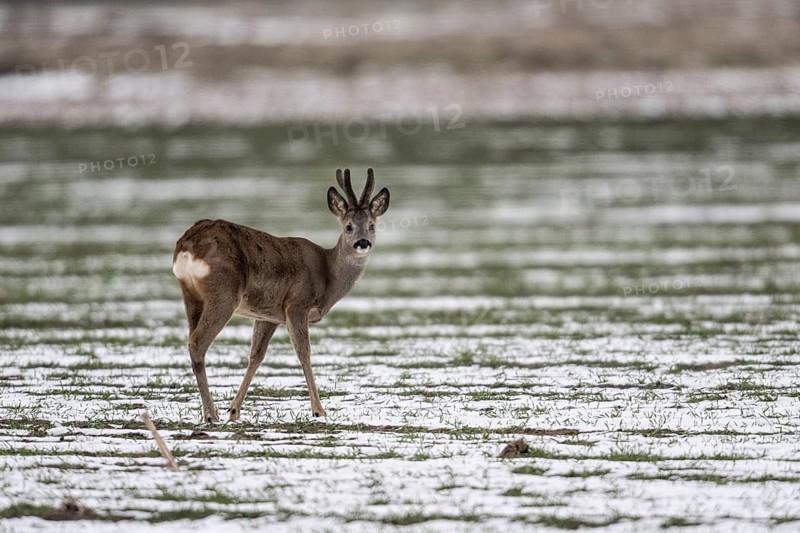 Roe deer (Capreolus capreolus), Lower Saxony, Germany