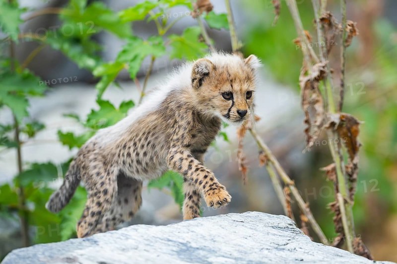 Cheetah (Acinonyx jubatus) youngster walking on a rock, captive, occurrence Africa