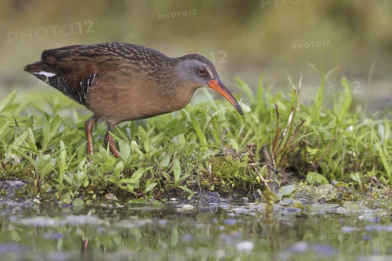 Virginia Rail (Rallus limicola), Ontario, Canada