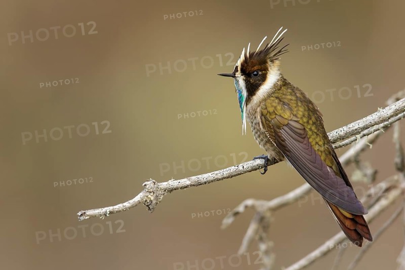 Green-bearded Helmetcrest (Oxypogon guerinii) perched on a branch in the Andes mountains in Colombia