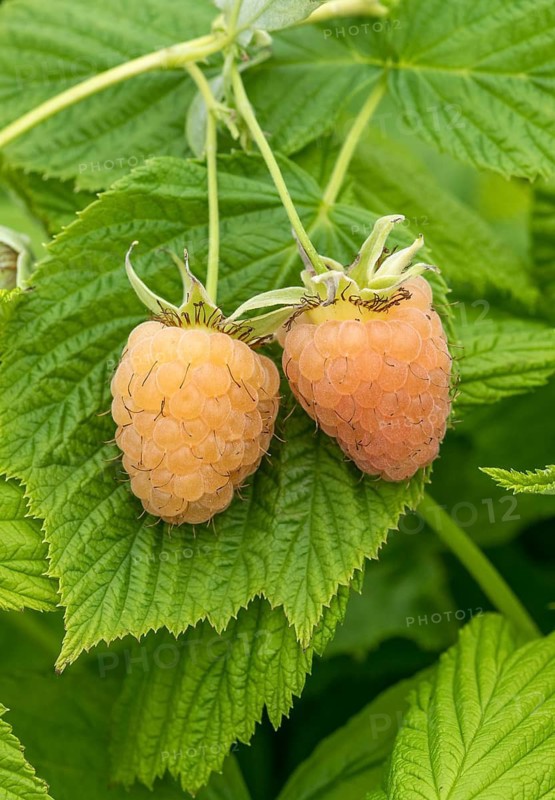 Raspberry (Rubus idaeus 'Sugana yellow' TWOTIMER), BS Sämann, Germany