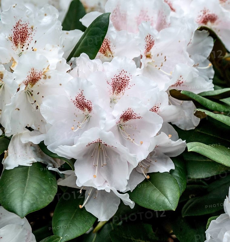 Rhododendron (Rhododendron 'Apollonia'), Rhodo 2014, Germany