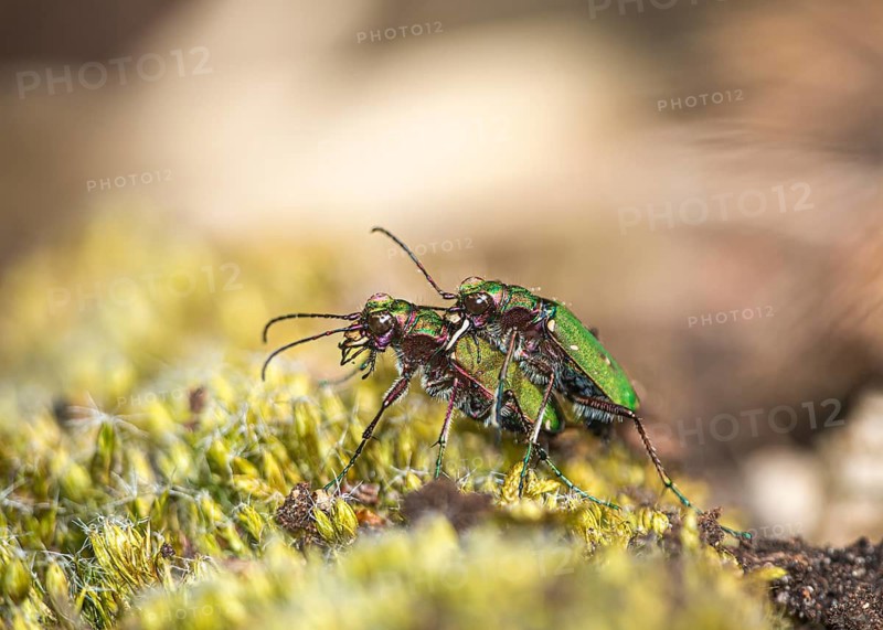 Two field sand beetles (Cicindela camestris) mating (copulation), Mönchbruch, Rüsselsheim am Main, Hesse, Germany