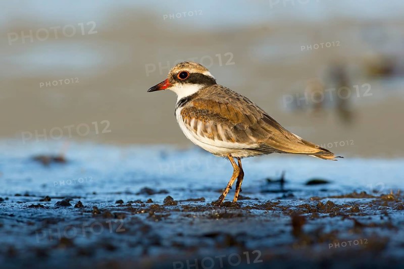 Black-fronted Dotterel (Elseyornis melanops) juvenile, Victoria, Australia