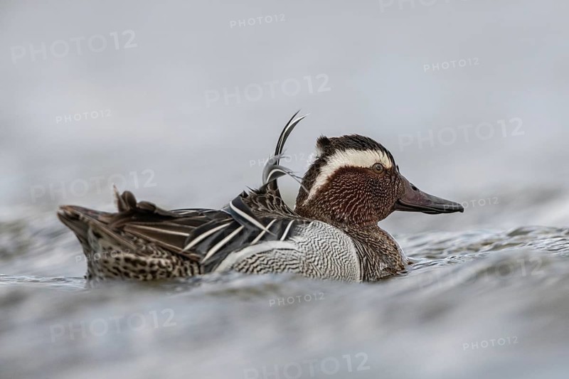 Garganey (Spatula querquedula) male, Schleswig-Holstein, Germany